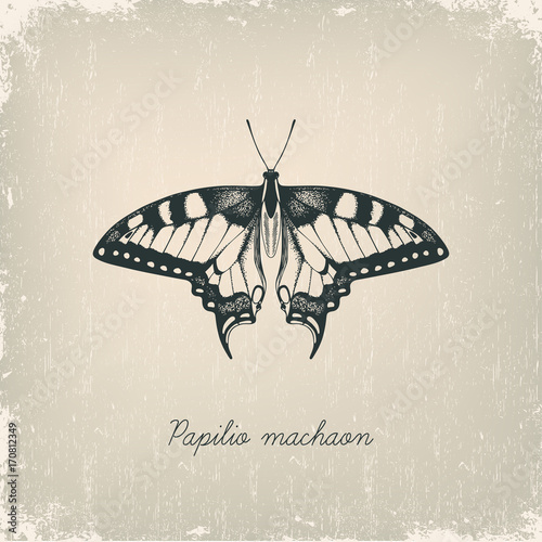 Machaon butterfly. Hand drawn vector illustration.