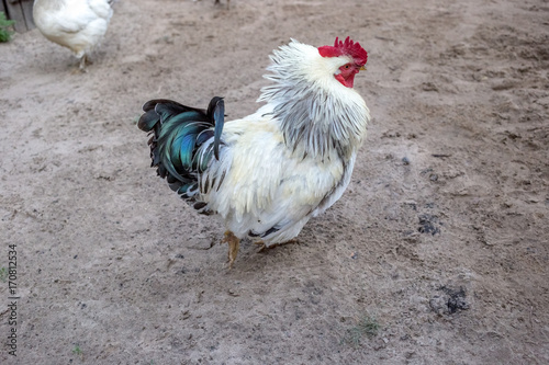 White cock on the ground in the village in the summer