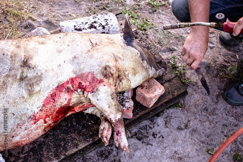 Burning a domestic pig before cutting. Removal of pig hair.