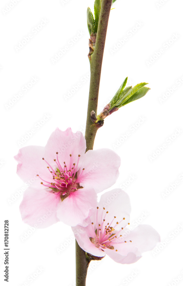 Naklejka premium Sakura flowers isolated
