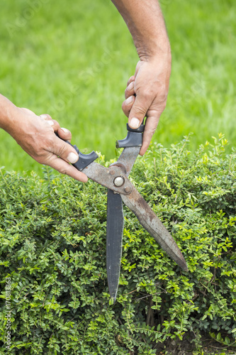 Gardener cutting a hedge with a hand shears