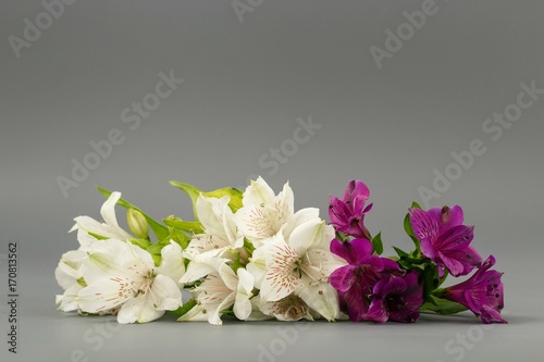 flowers white lilies on a gray background