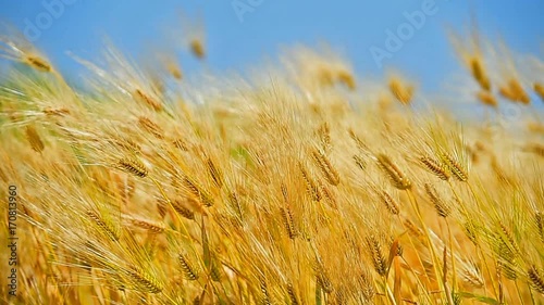 Wallpaper Mural barley or wheat field on windy day. Torontodigital.ca