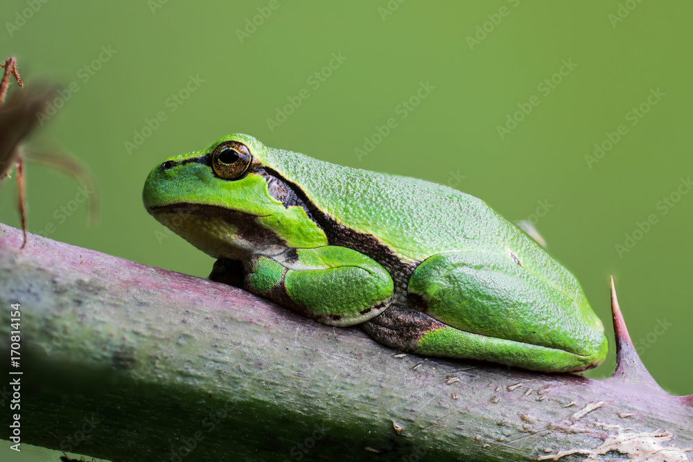 Fototapeta premium Europäische Laubfrosch (Hyla arborea)