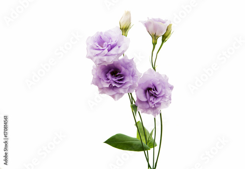 eustoma flower
