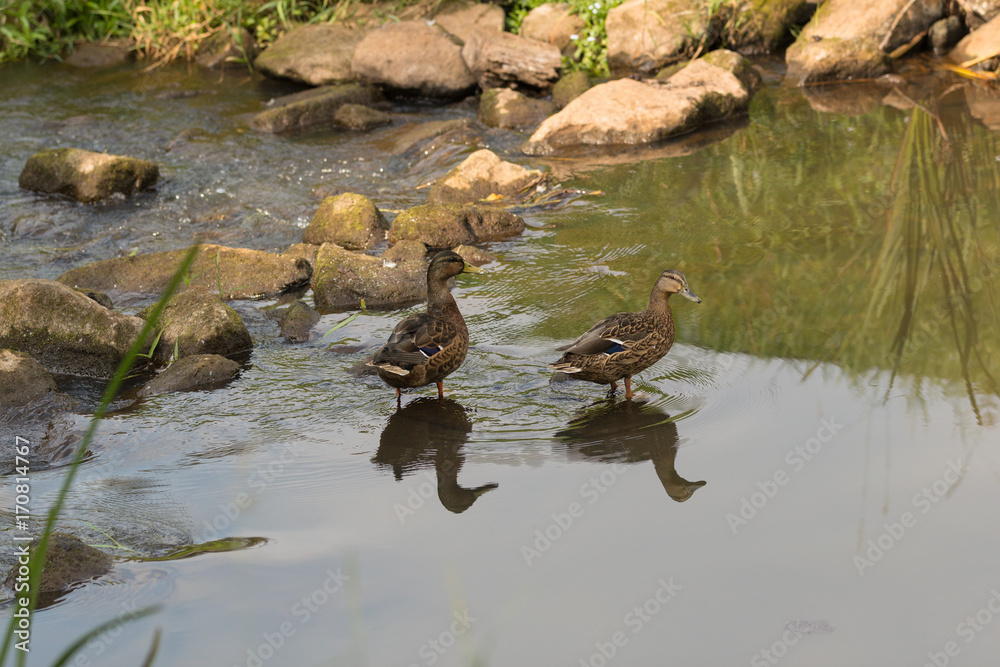 Wassertreten für Enten Wassertreten für Enten