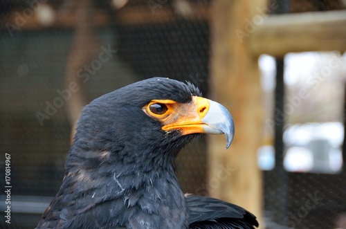 Eagle in the Moholoholo Wildlife Rehab Centre, South Africa