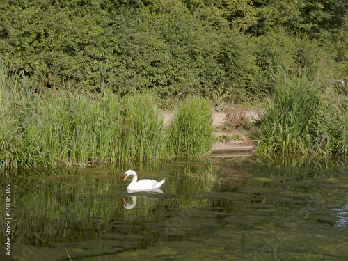 A single mute swan on the top of a lake with reflection in the water countryside - Cygnus olor