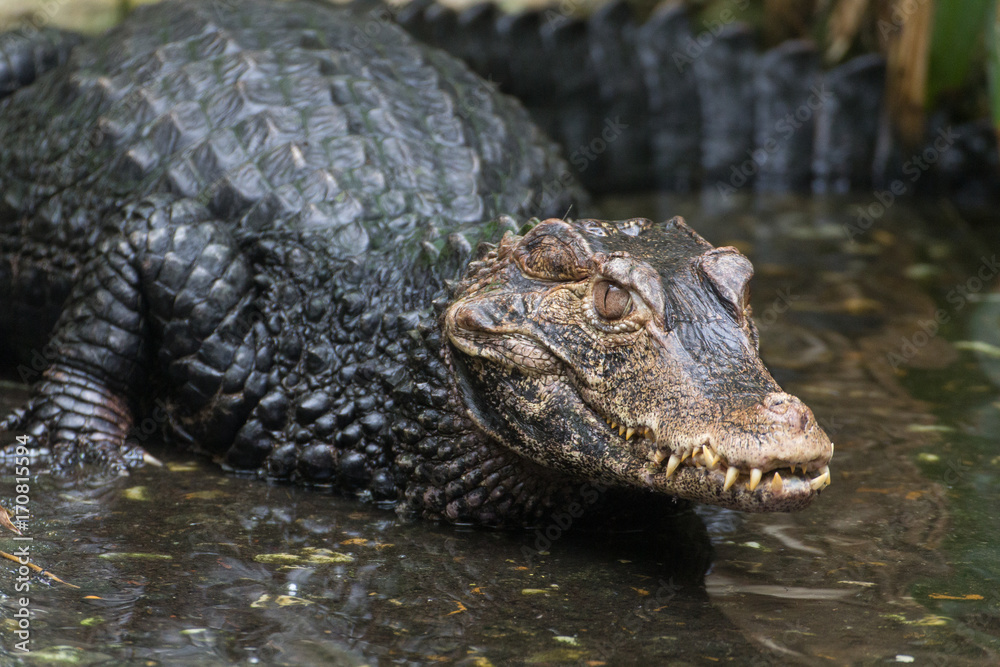 a crocodile