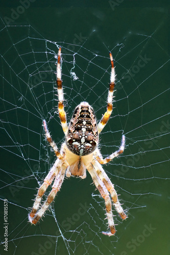 Gartenkreuzspinne (Araneus diadematus)