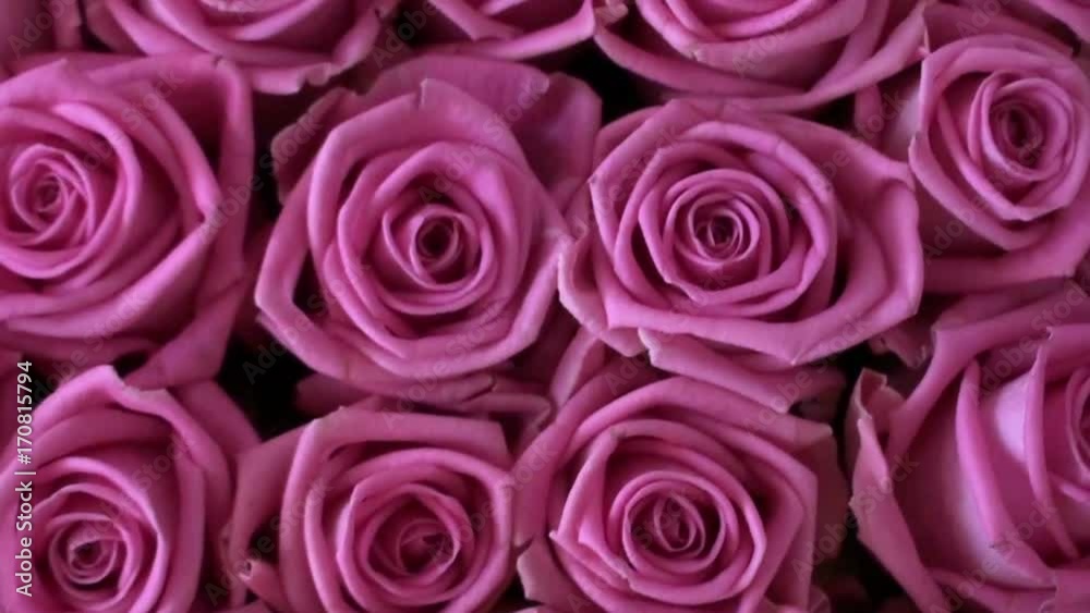Buds of pink roses as a background. Camera movement on flower petals. HD 1920x1080 Video Clip Buds of pink roses as a background. Camera movement on flower petals. HD 1920x1080 Video Clip