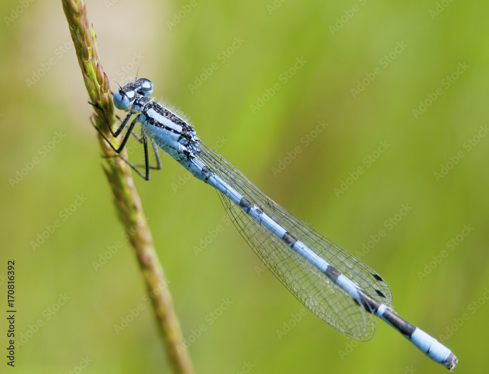 Perched common blue damselfly on grass stalk outside - Enallagma cyathigerum Perched common blue damselfly on grass stalk outside - Enallagma cyathigerum