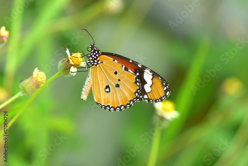 a butterfly perched on the beautiful flower © wirakorn