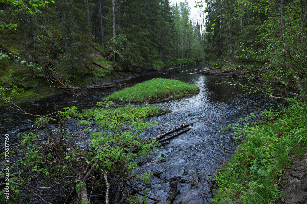 River flow in the green forest River flow in the green forest