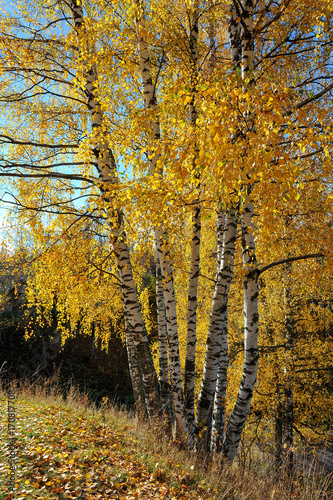 Golden autumn. Sunny day. Birch Grove.