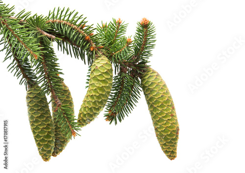 branch of spruce with green cones