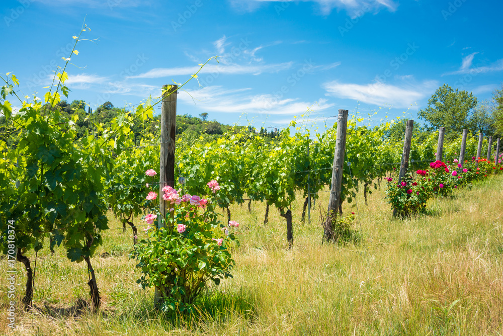 Vineyard with rose bushes in Tuscany, Italy