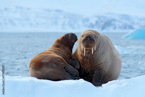 Konstfotografi Family on cold ice