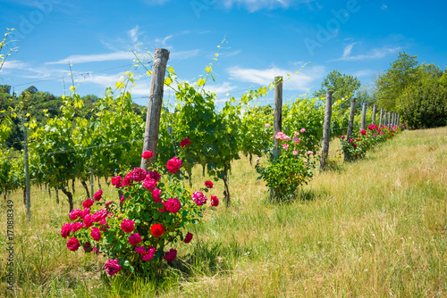 Vineyard with rose bushes in Tuscany, Italy