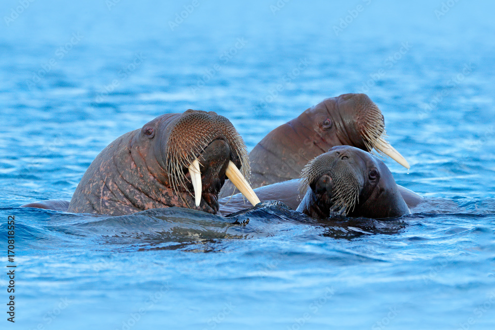 Fototapeta premium Walrus, Odobenus rosmarus, large flippered marine mammal, in blue water, Svalbard, Norway. Detail portrait of big animal in the ocean.Big animal stick out from sea in habitat.