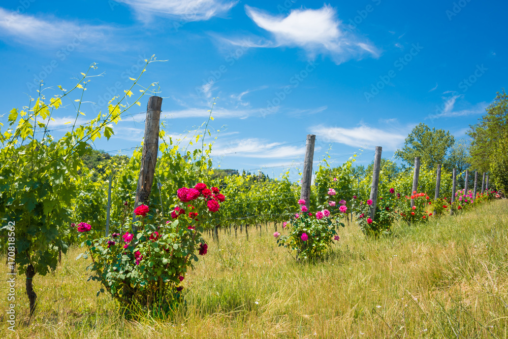 Fototapeta premium Vineyard with rose bushes in Tuscany, Italy