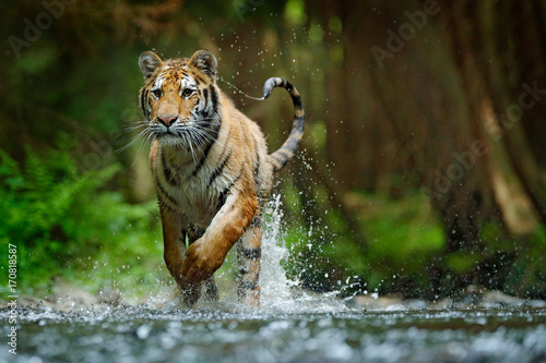 Amur tiger running in water. Danger animal, tajga, Russia. Animal in forest stream. Grey Stone, river droplet. Siberian tiger splash river water. Tiger action wildlife scene, wild cat, nature habitat.