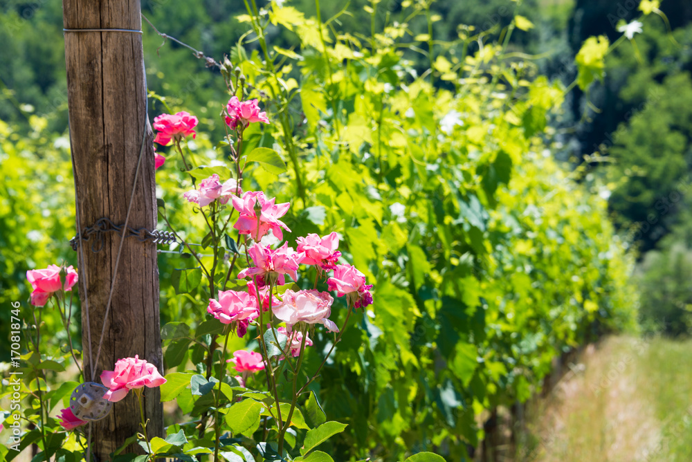 Vineyard with rose bushes in Tuscany, Italy
