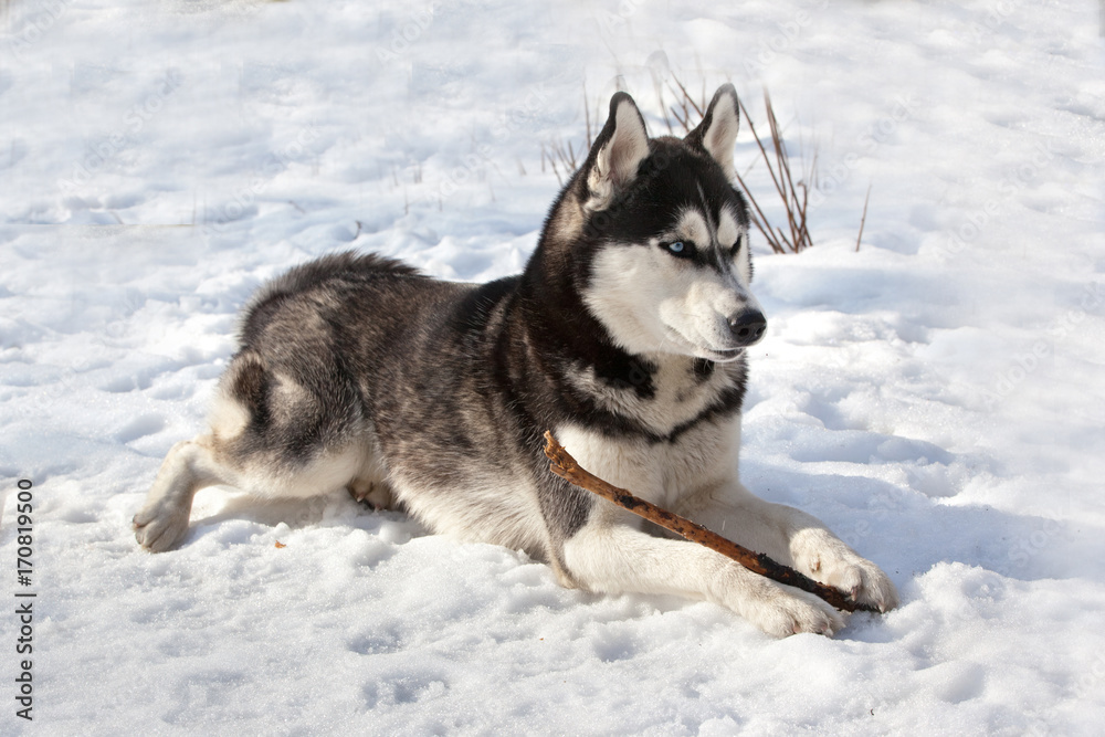 Dog breed Siberian Husky lying in the snow and gnaws a stick Dog breed Siberian Husky lying in the snow and gnaws a stick