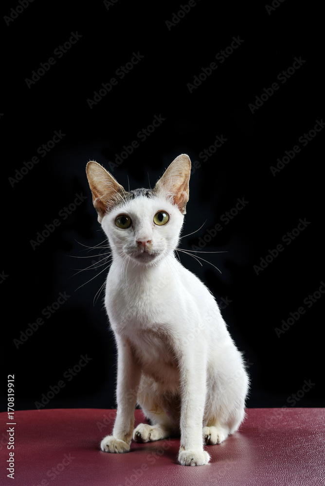 Stray cat mother sick isolated with black background, Shooting in studio.