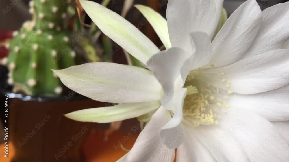 White flower of succulent White flower of succulent