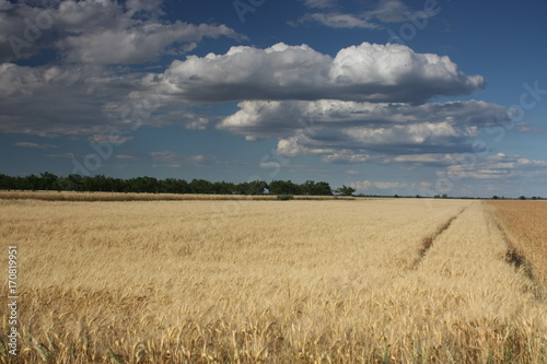 dunkle wolken   ber getreidefeld