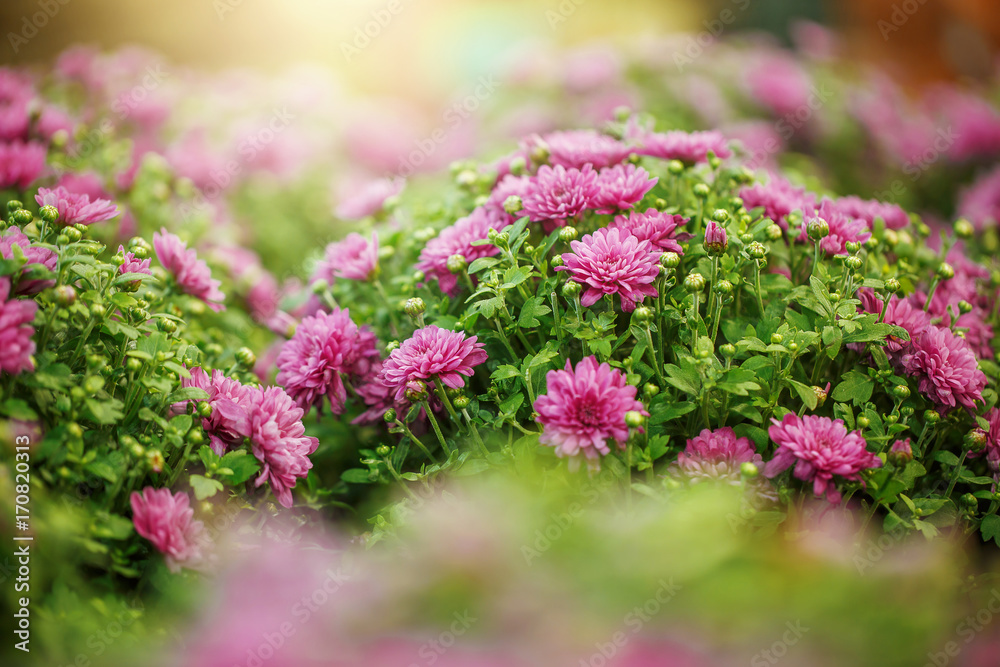Obraz premium pink garden flowers in bush. Autumn nature outdoor photo