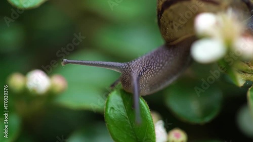 Garden snail eats from leaf of plant in the garden
