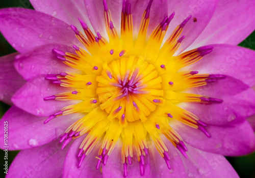 Water drop on colorful  beautiful Pink and Purple Lotus Flower  in pond