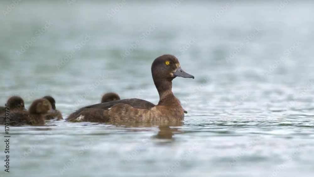 Tufted duck (Aythya fuligula) mother with chicks Tufted duck (Aythya fuligula) mother with chicks