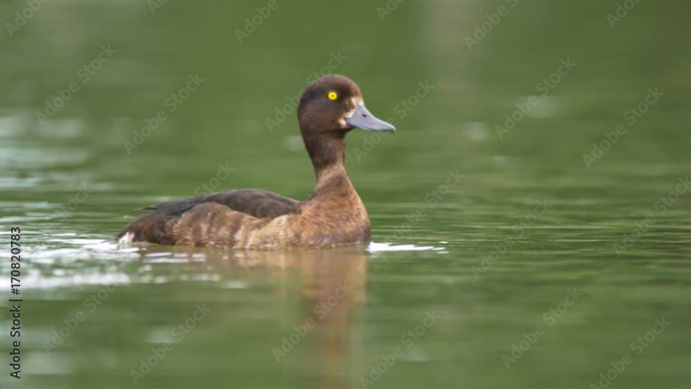Tufted duck (Aythya fuligula) surprised by fish