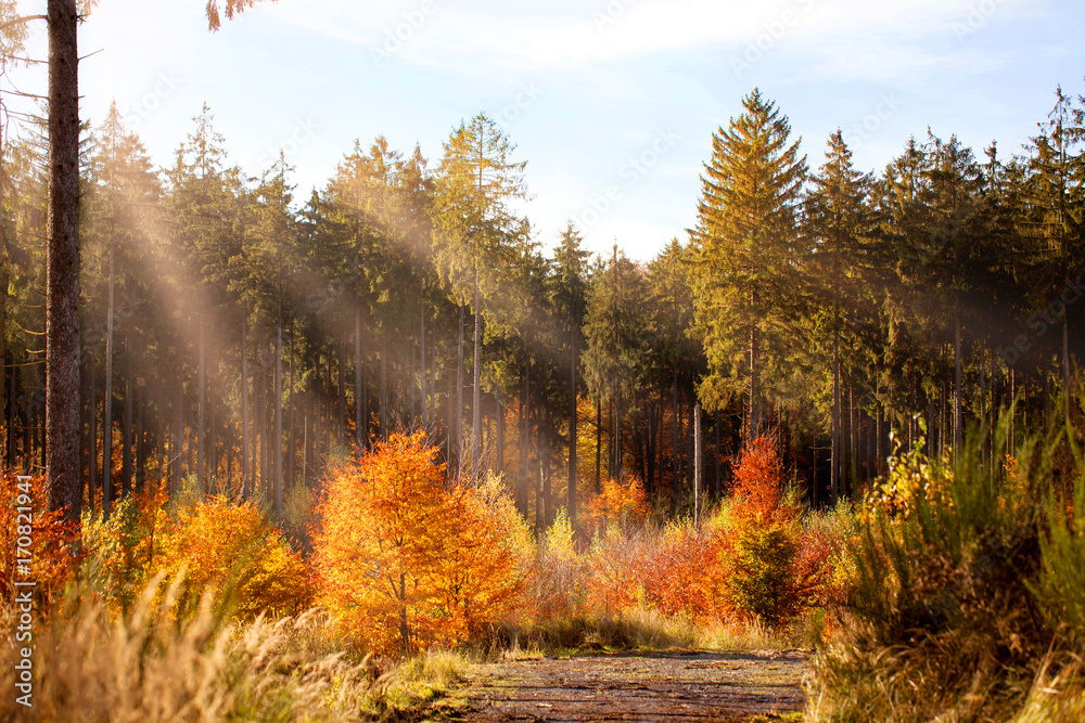 autumn in the forest