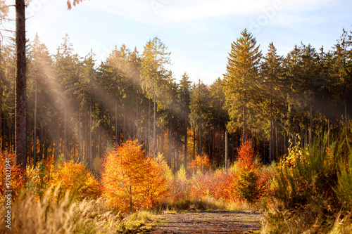 autumn in the forest © BarbaraKrupa