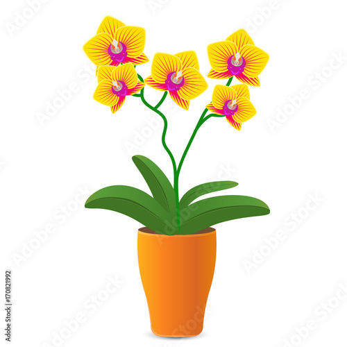 Vector illustration of a yellow orchid flower in a flowerpot