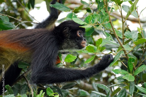 Canvas Print Spider monkey (Ateles geoffroyi) - Belize