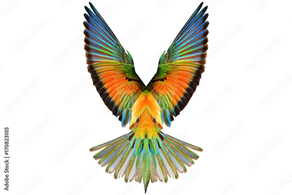 colored wings on a white background