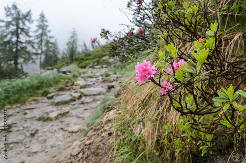 Fototapeta Naklejka Na Ścianę i Meble -  Alpine Rose