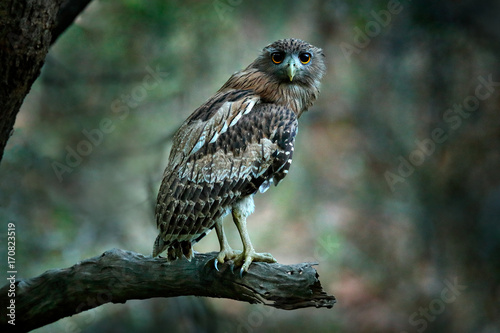 Brown Fish-owl, Ketupa zeylonensis, rare bird from Asia. India beautiful owl in the nature forest habitat. Bird from Ranthambore, India. Fish owl sitting on the branch in the dark green tropic forest.