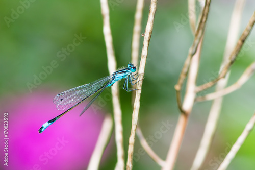 Bluetail damselfly on a twig