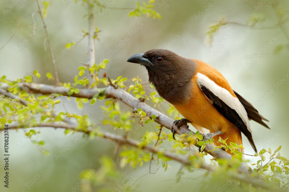 Fototapeta premium Rufous Treepie, Dendrocitta vagabunda, detail portrait of bird from Ranthambore, India forest, tree branch. Wildlife scene with India birds, art view of nature, green vegetation.