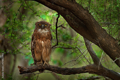 Brown Fish-owl, Ketupa zeylonensis, rare bird from Asia. India beautiful owl in nature forest habitat. Bird from Ranthambore, India. Fish owl sitting on the branch in the dark green tropic forest. photo