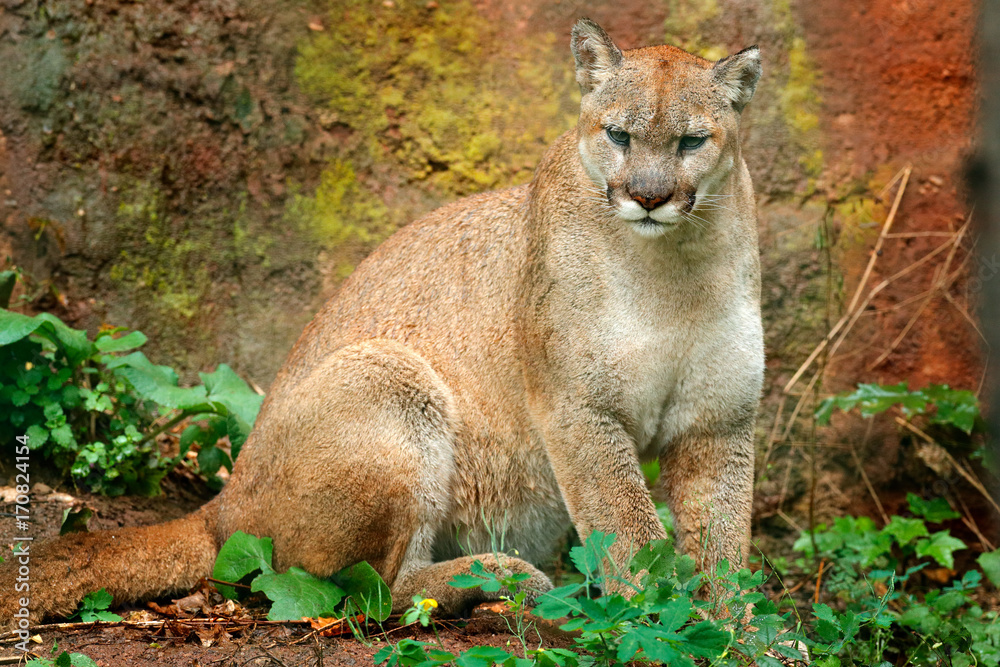 Danger Cougar sitting in the green forest. Big wild cat in the nature  habitat. Puma concolor, known as the mountain lion, puma, panther. in green  vegetation, Mexico. Wildlife scene from nature. Stock