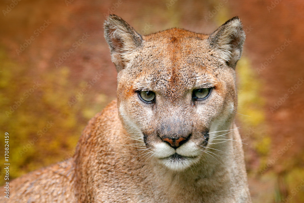 Portrait of cougar. Danger Cougar sitting in the green forest. Big wild cat  in nature habitat. Puma concolor, known as mountain lion, puma, panther,  green vegetation, Mexico. Wildlife scene, nature. Stock Photo