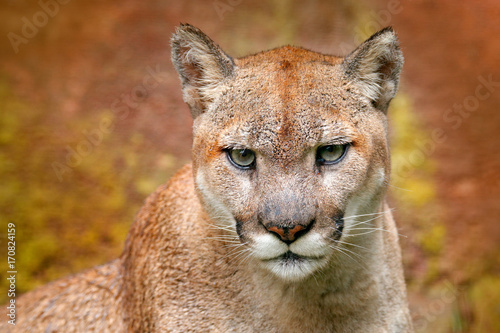 Portrait of cougar. Danger Cougar sitting in the green forest. Big wild cat in nature habitat. Puma concolor, known as mountain lion, puma, panther, green vegetation, Mexico. Wildlife scene, nature.