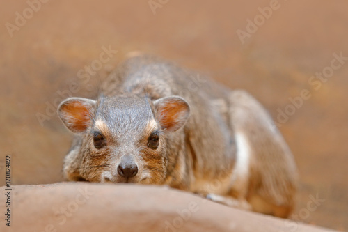Rock Hyrax, Procavia capensis, South Africa. Rare interesting mammal from Africa. Rock Hyray on stone in rocky mountain. Wildlife scene from nature. Face portrait of hyrax, big ears.